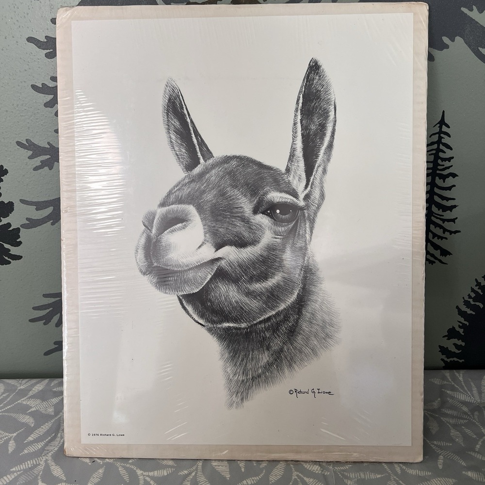 Wildlife Artist RICHARD G LOWE Vintage Print Llama 1976 Litho